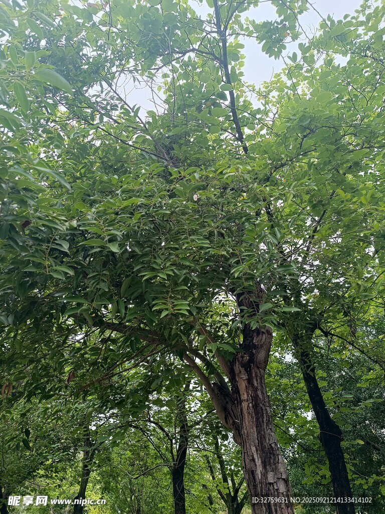 茂密森林中的高大树木