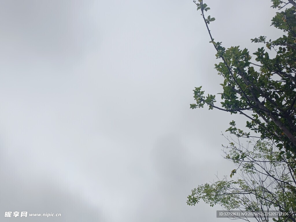 仰视天空中的绿树枝叶