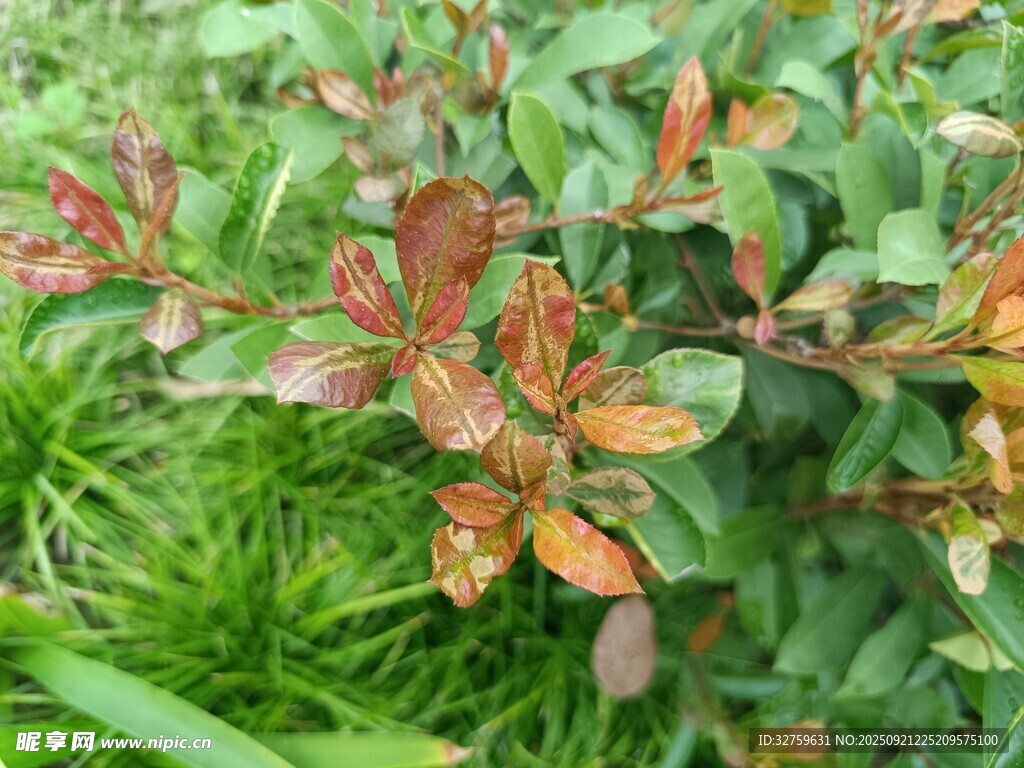 多彩叶片的绿植景观