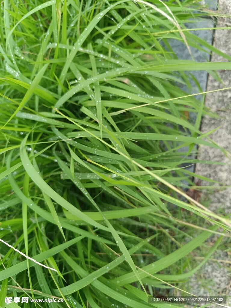 茂盛的绿色草丛
