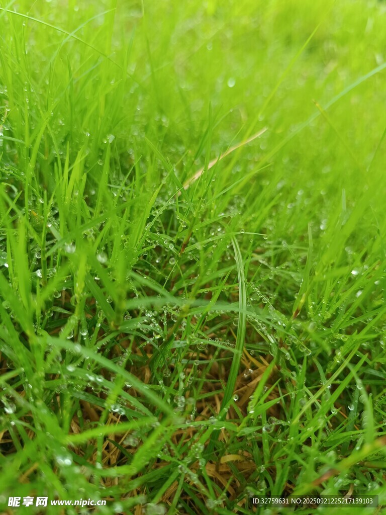 嫩绿青草