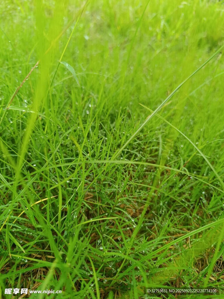 翠绿草地近景