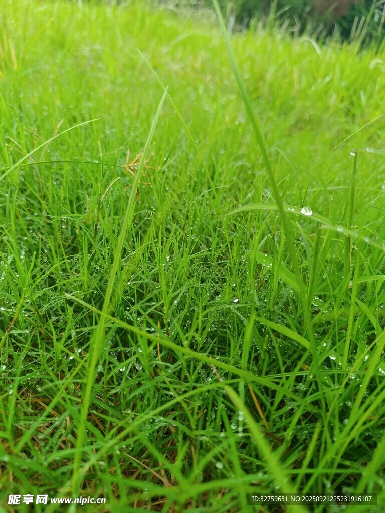 翠绿草地