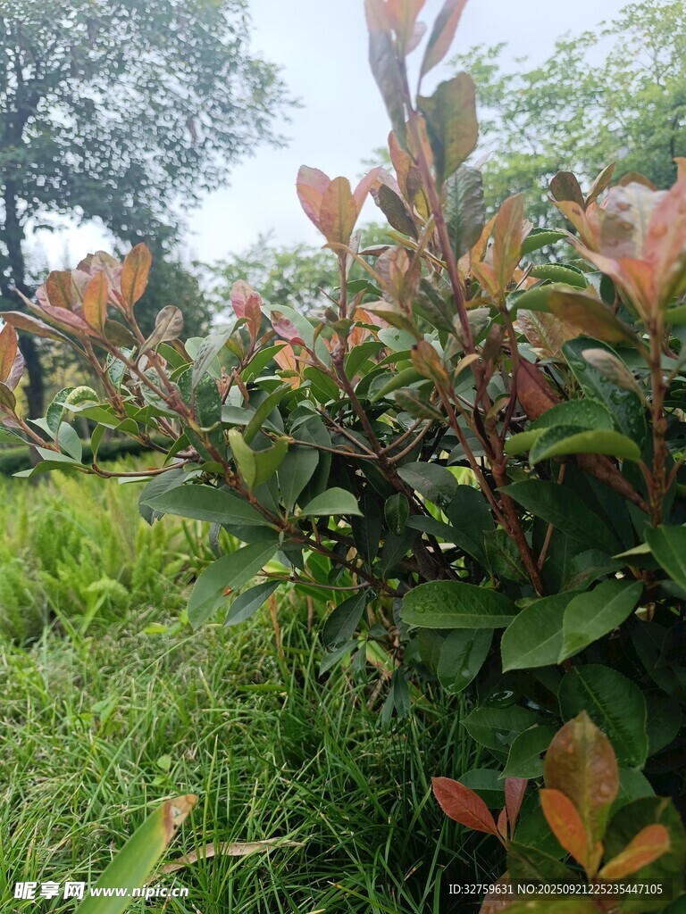 绿叶红边的繁茂植物