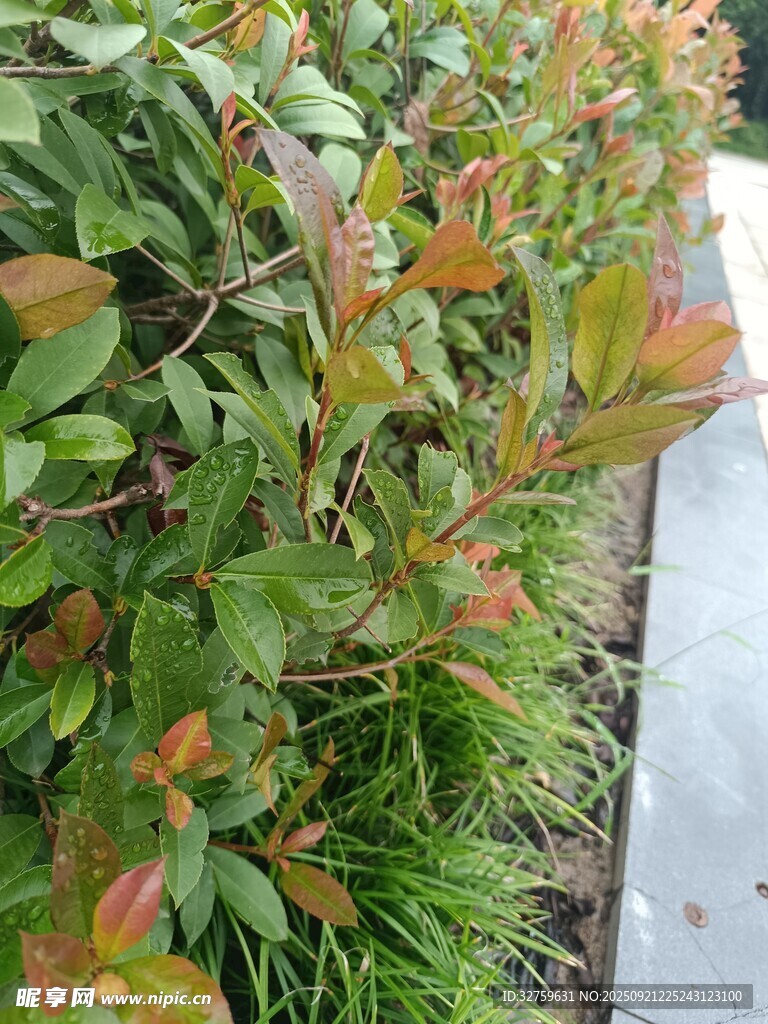路边多彩绿植景观
