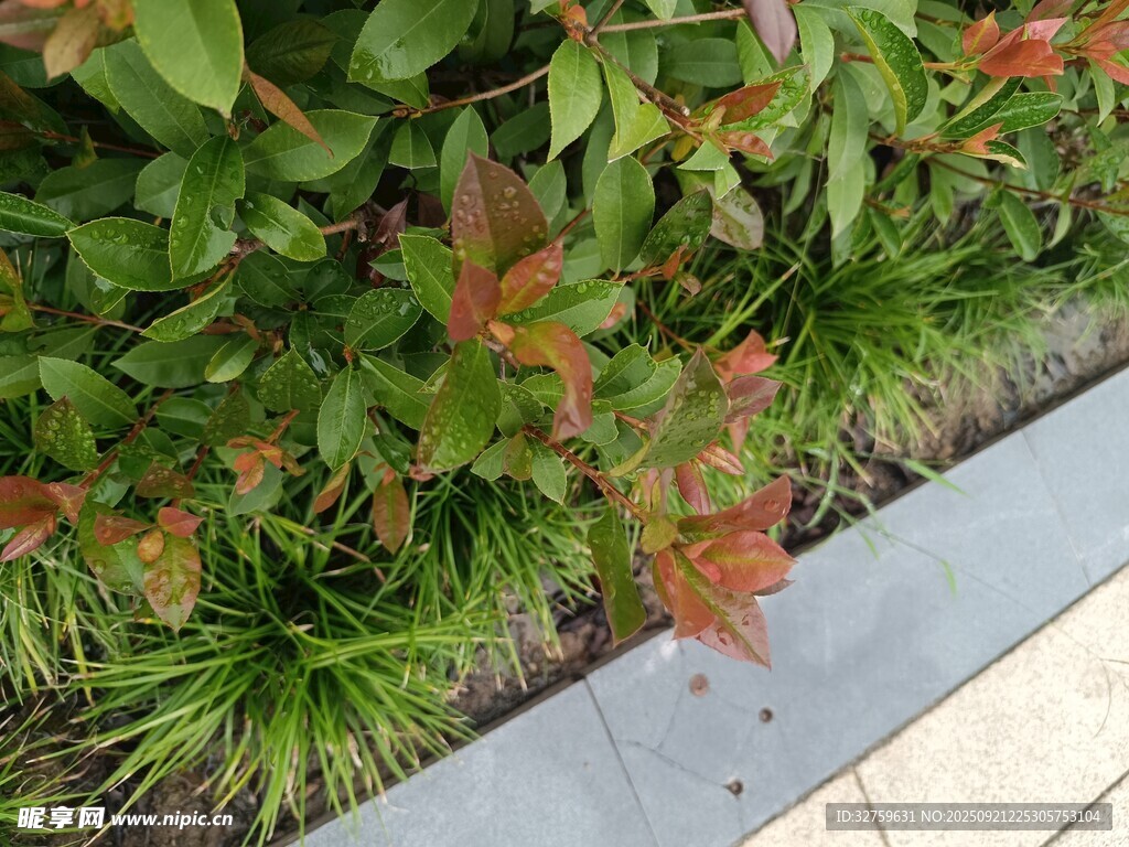 路边多彩绿植景观