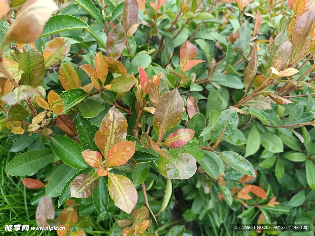 多彩叶片的植物景观