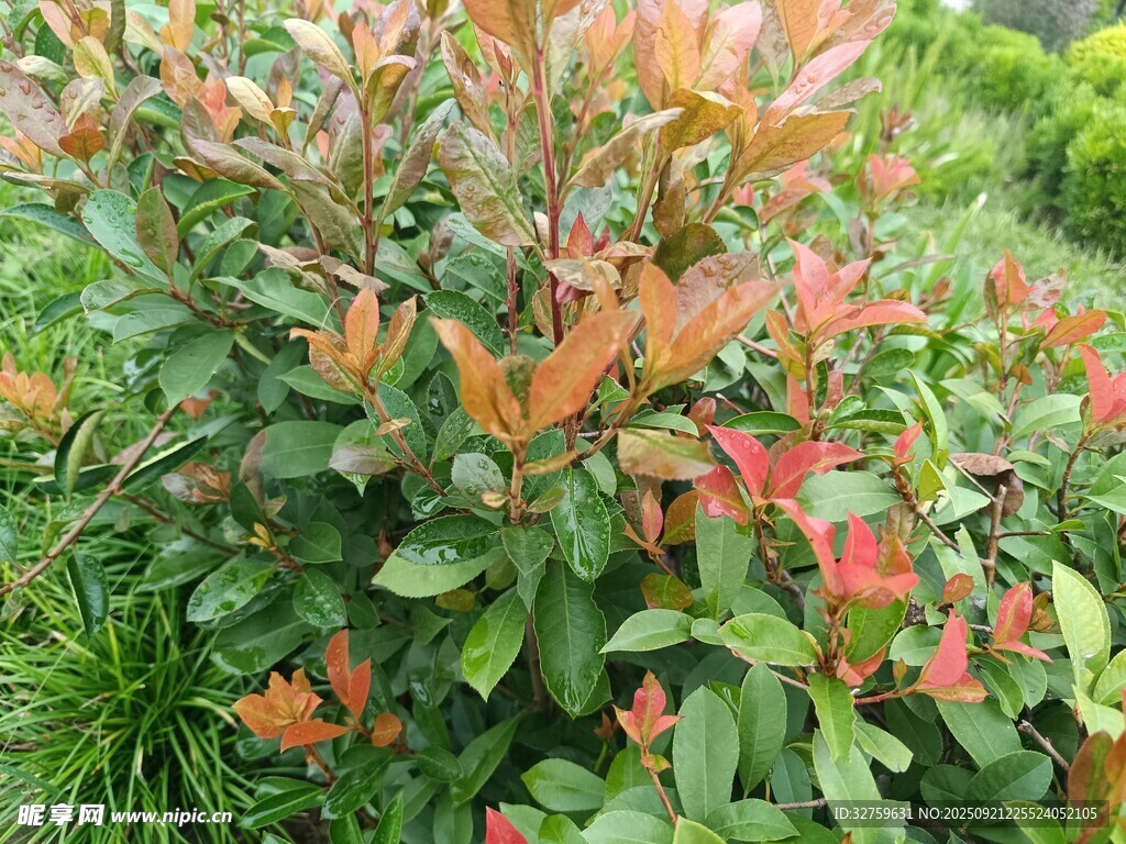 色彩斑斓的多彩植物景观