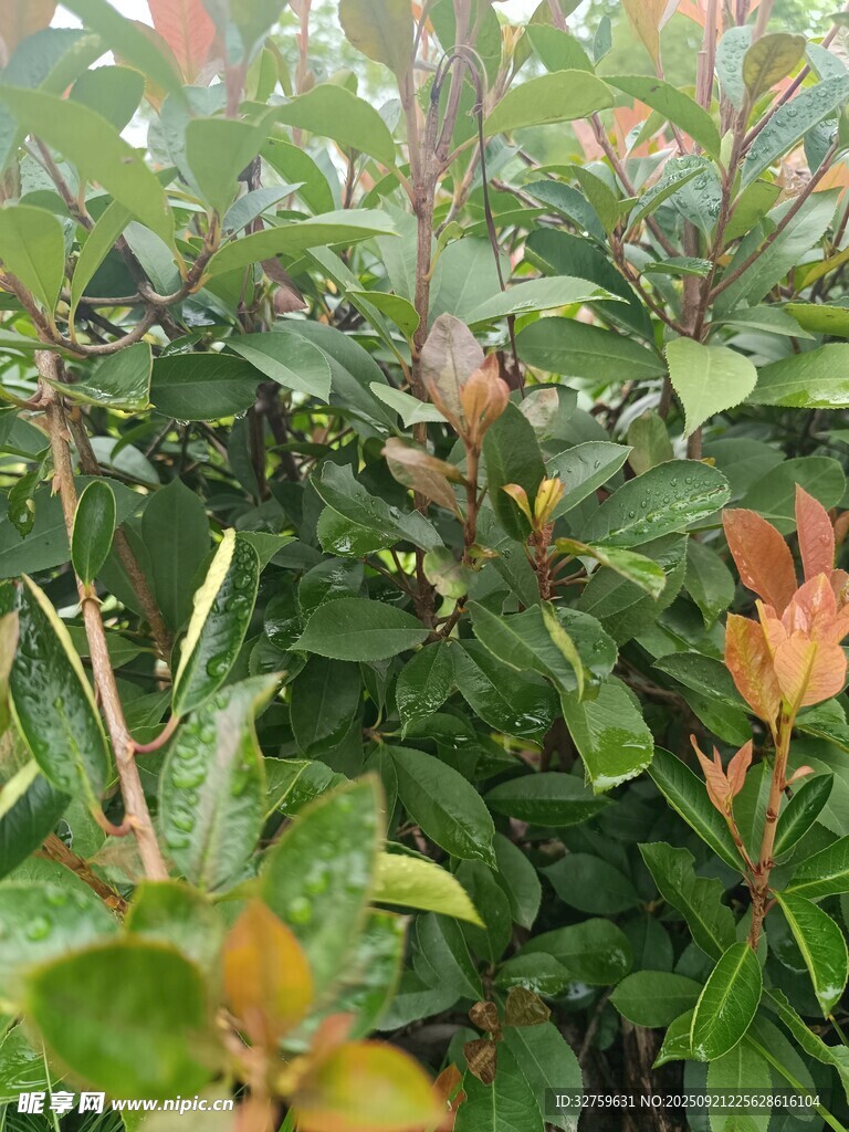 绿叶红梢的繁茂植物