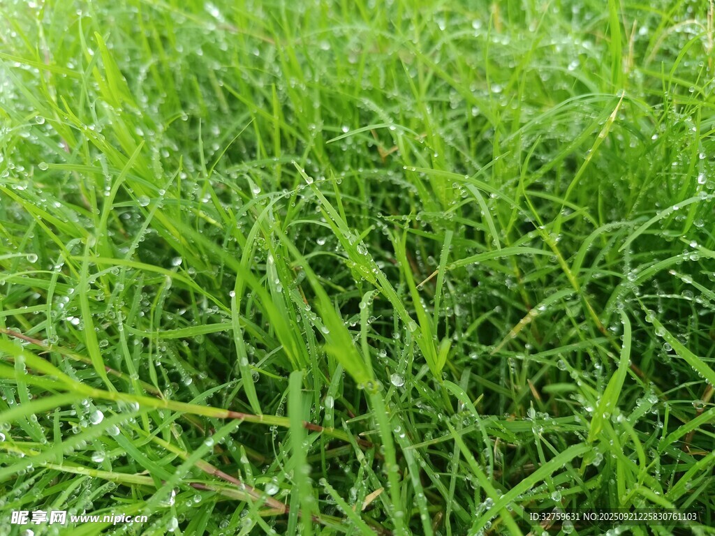 翠绿草地