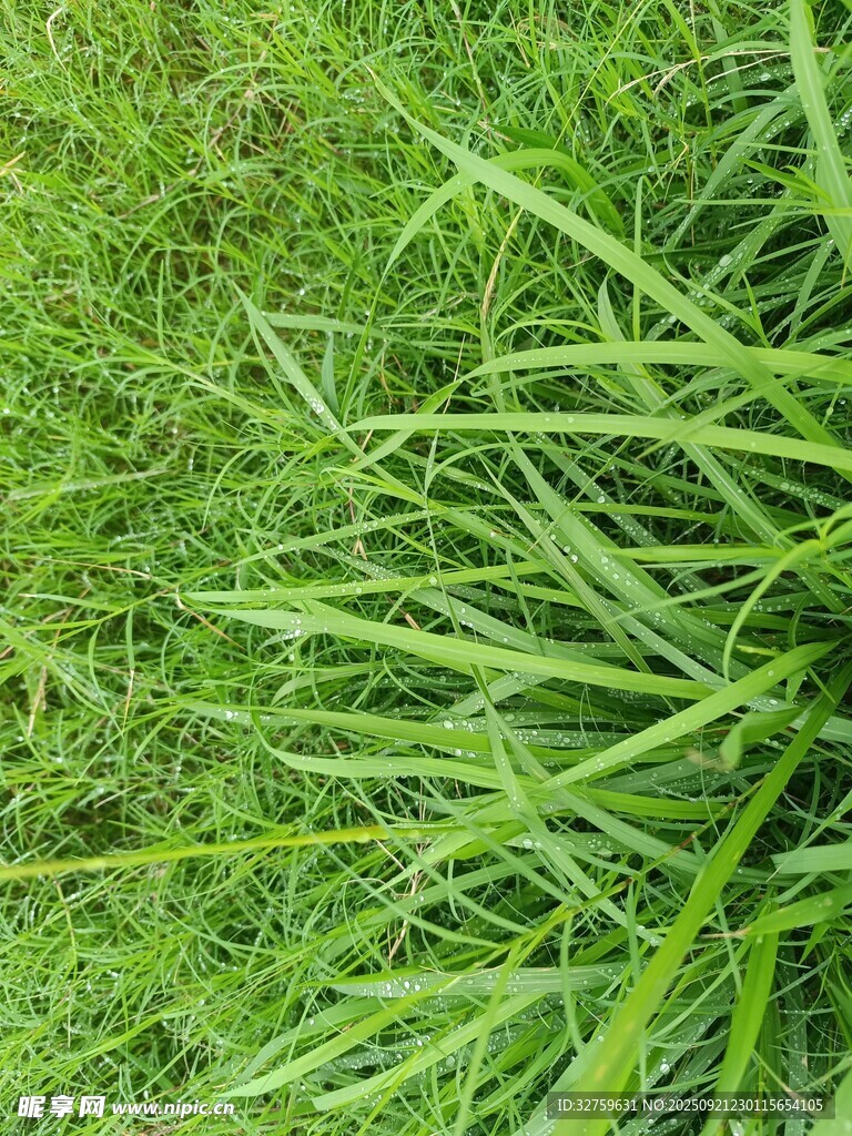 翠绿草地特写
