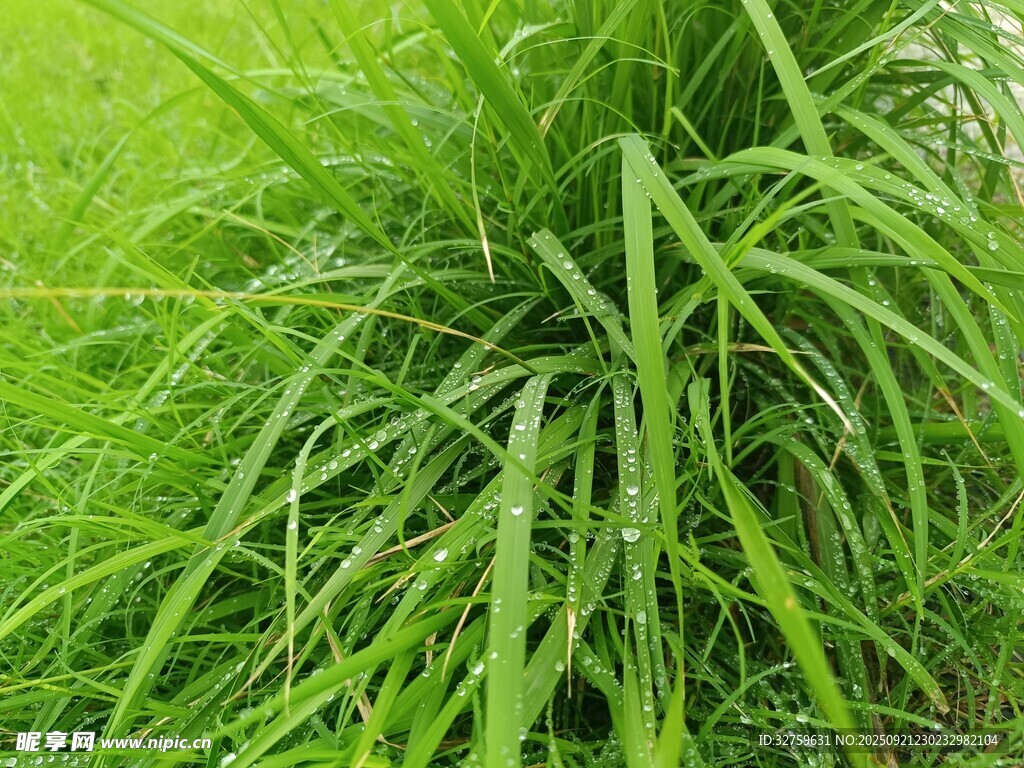 翠绿茂盛的丛生草本植物