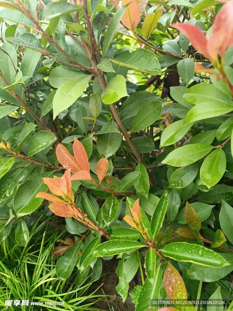 绿叶间的多彩植物