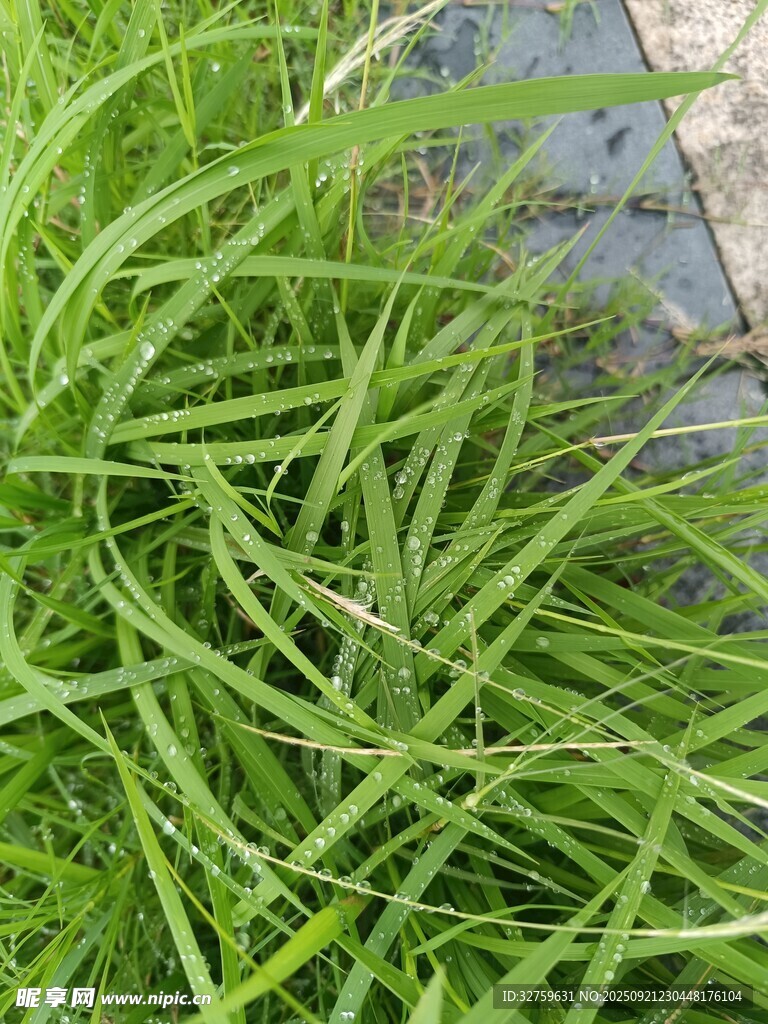 翠绿茂盛的草丛