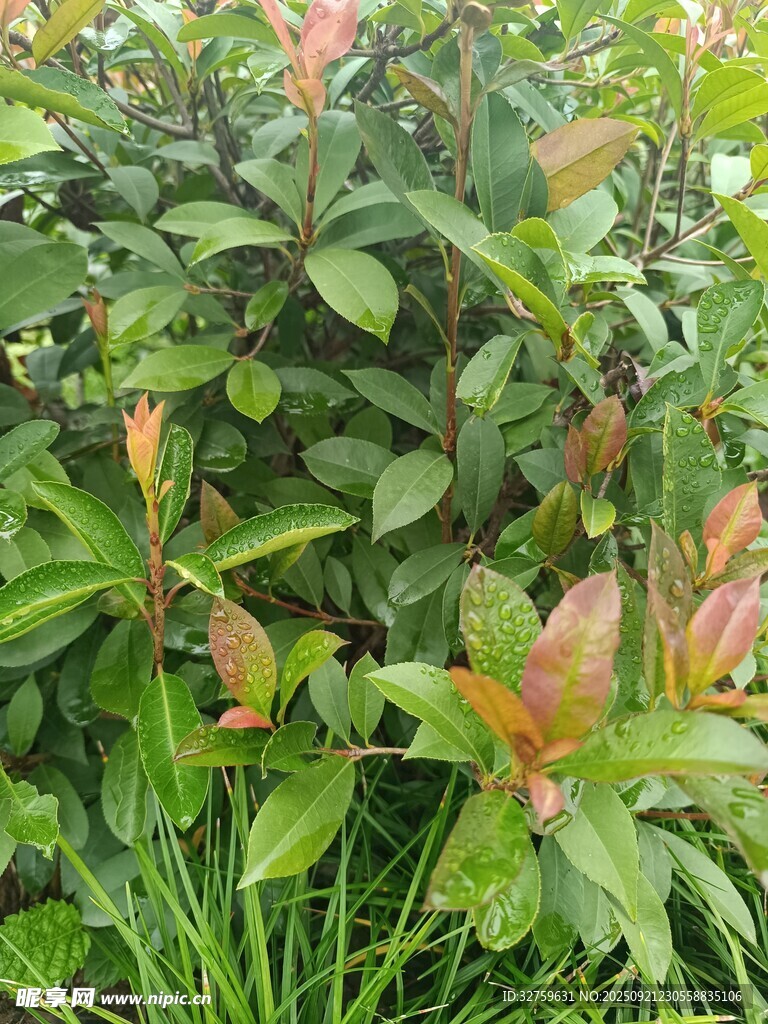 绿叶红梢的植物景观