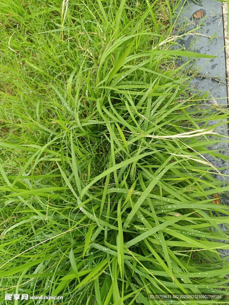 翠绿茂盛的丛生草本植物