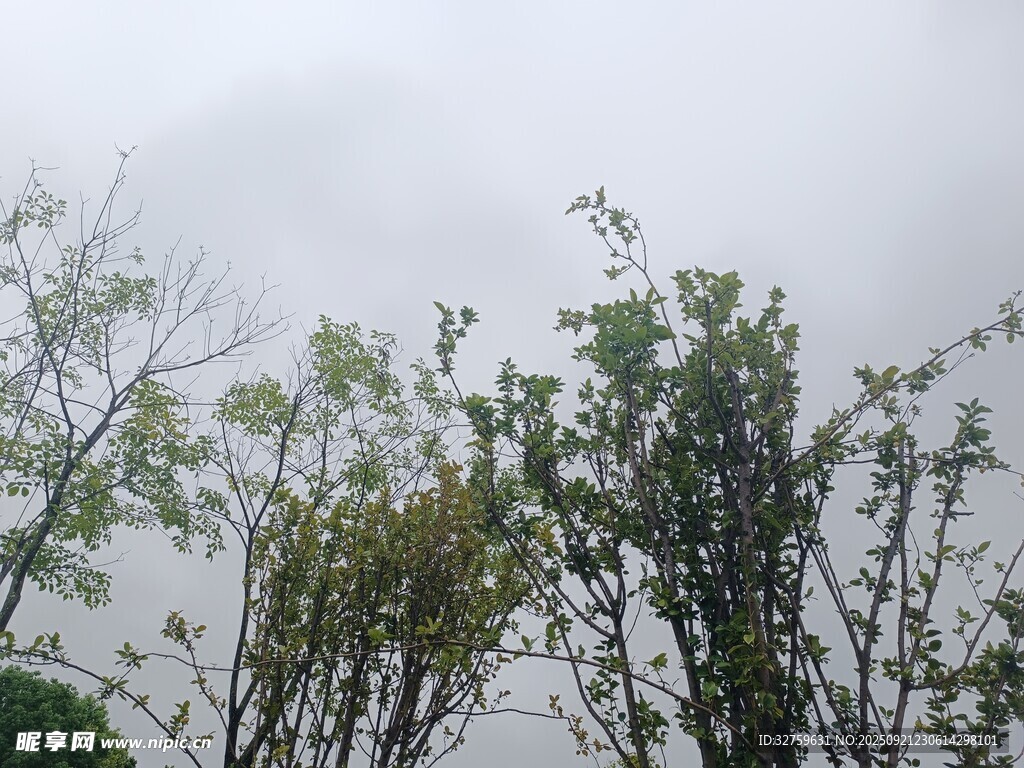 雾中树木景致