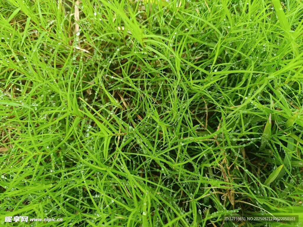 翠绿茂盛的草地