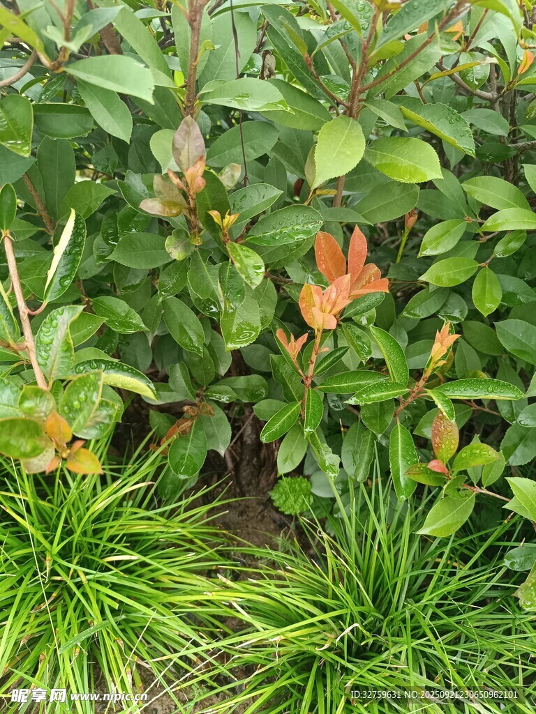 绿叶间的多彩植物景致