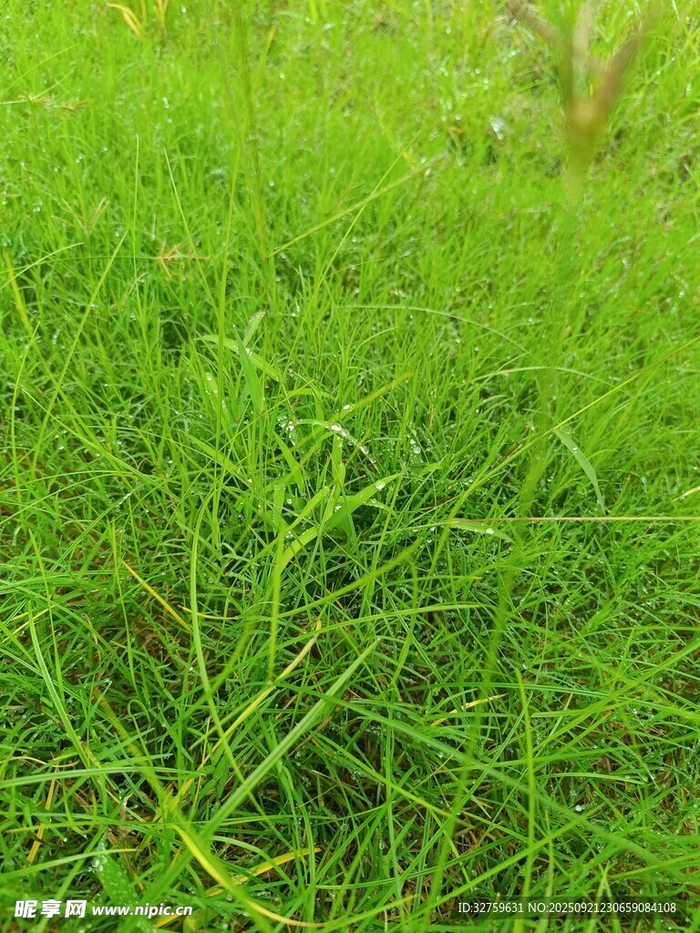 翠绿繁茂的草地景观