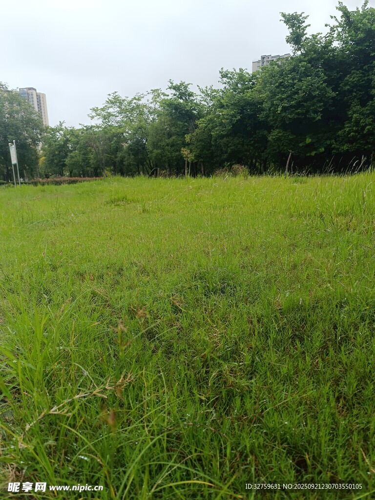 广袤绿草地与远处树林