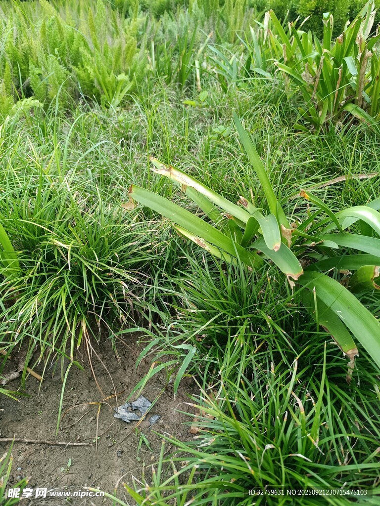 翠绿草地中的清新植物