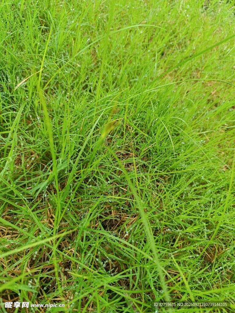 翠绿青草近景特写