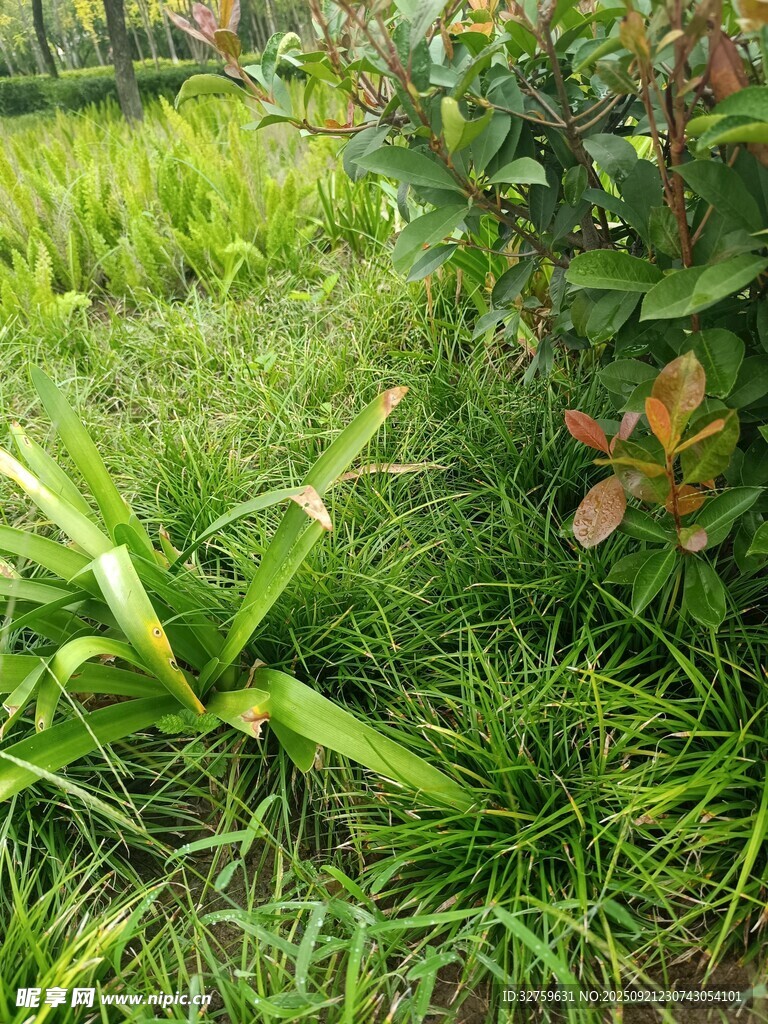 翠绿草地与多彩植物景观