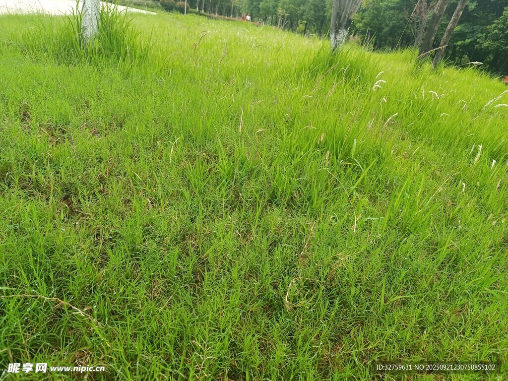翠绿草地