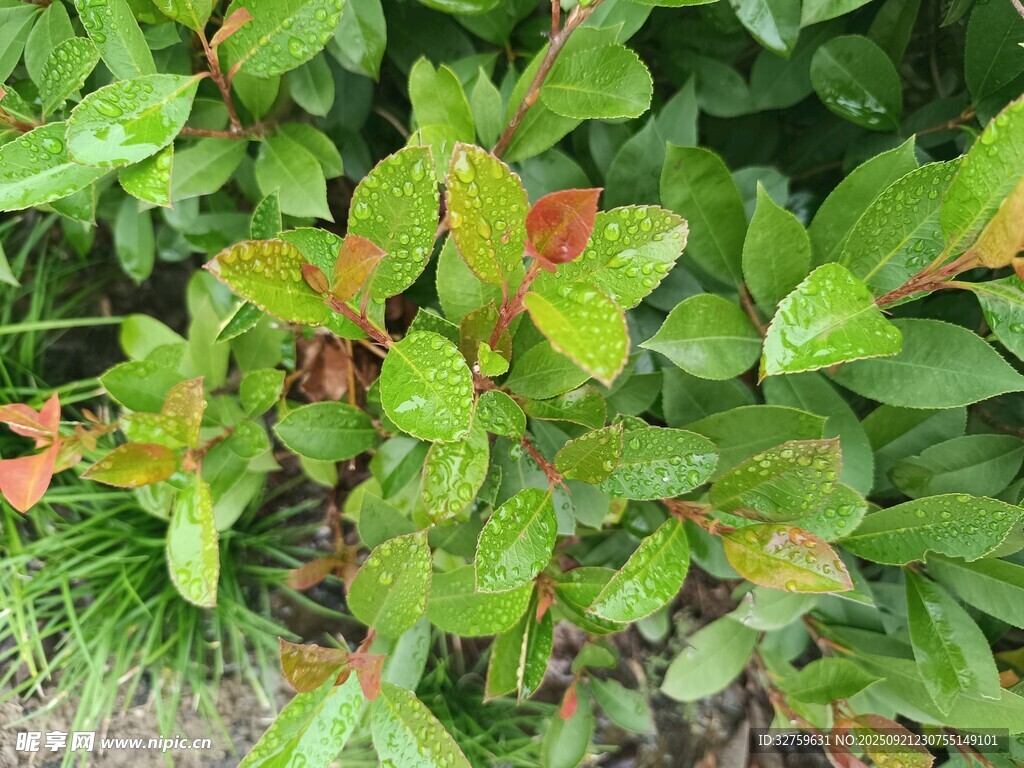 绿叶间的多彩植物景象