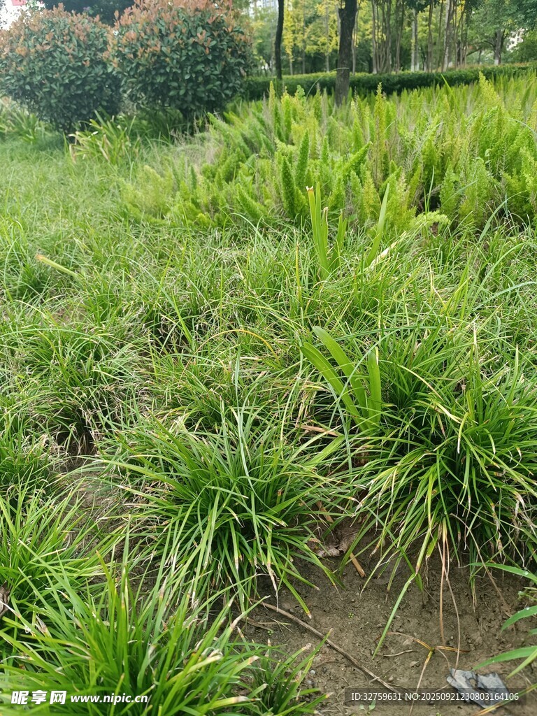 翠绿繁茂的户外草地景观
