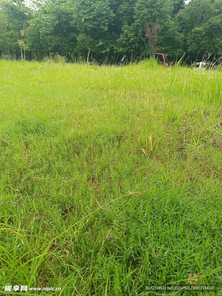 翠绿草地与远处树林