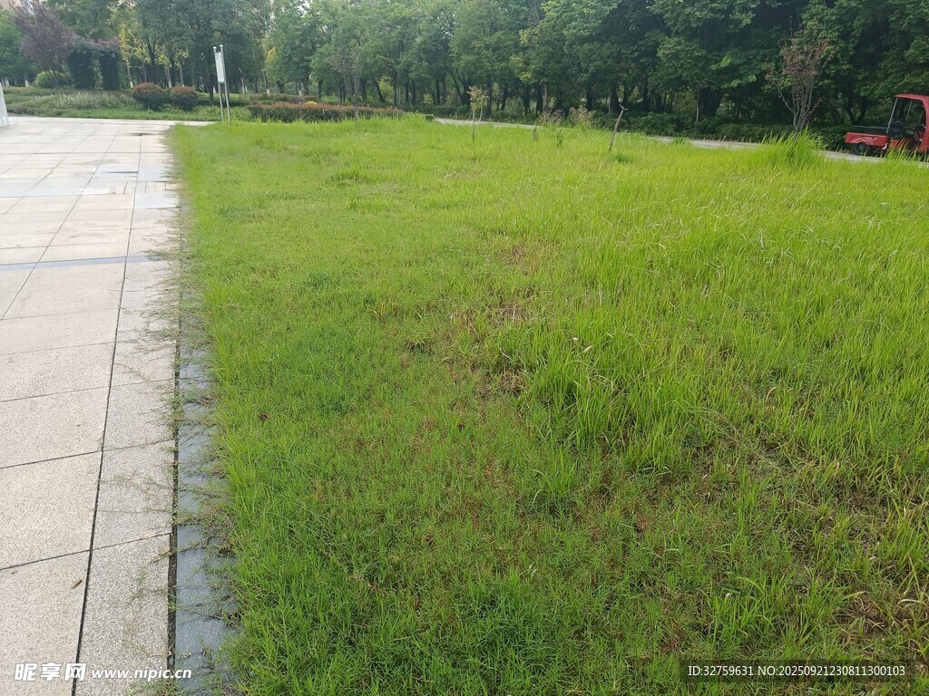 路边翠绿草坪景观