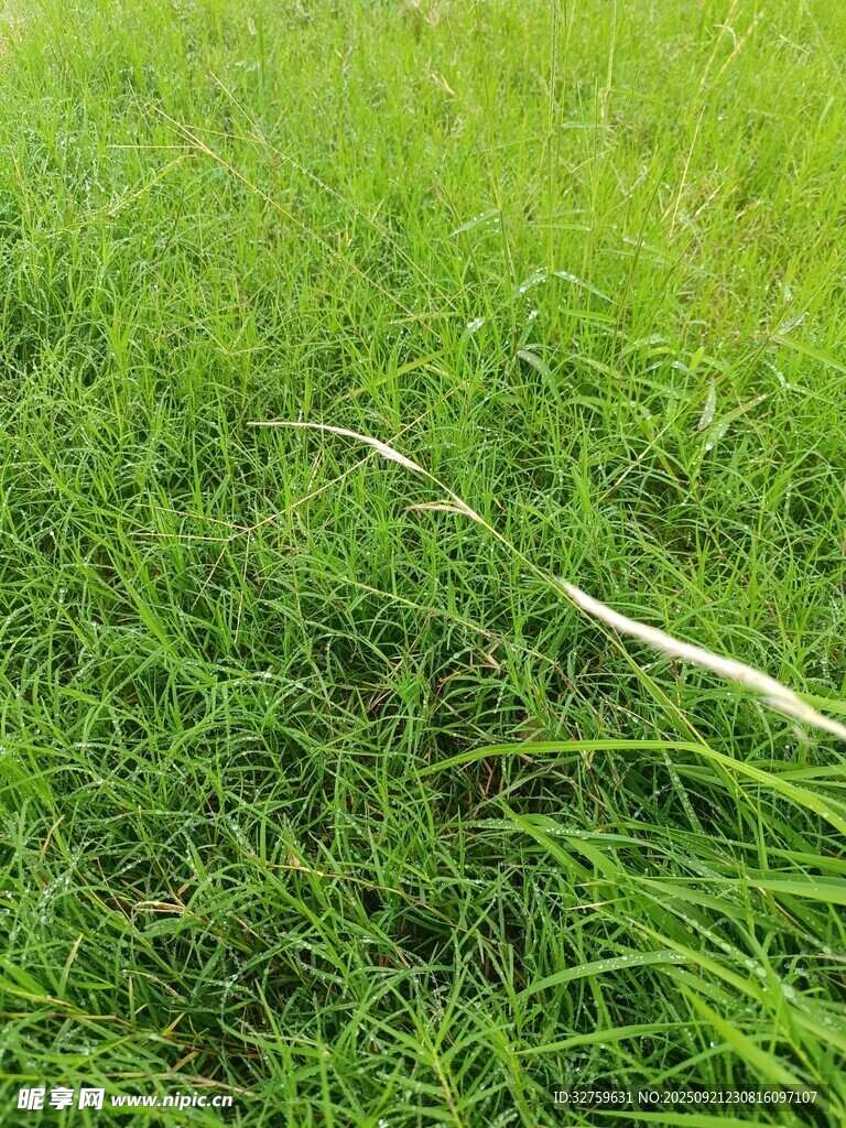 翠绿草地中的白色物件