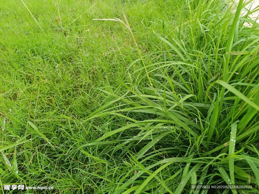 翠绿草丛
