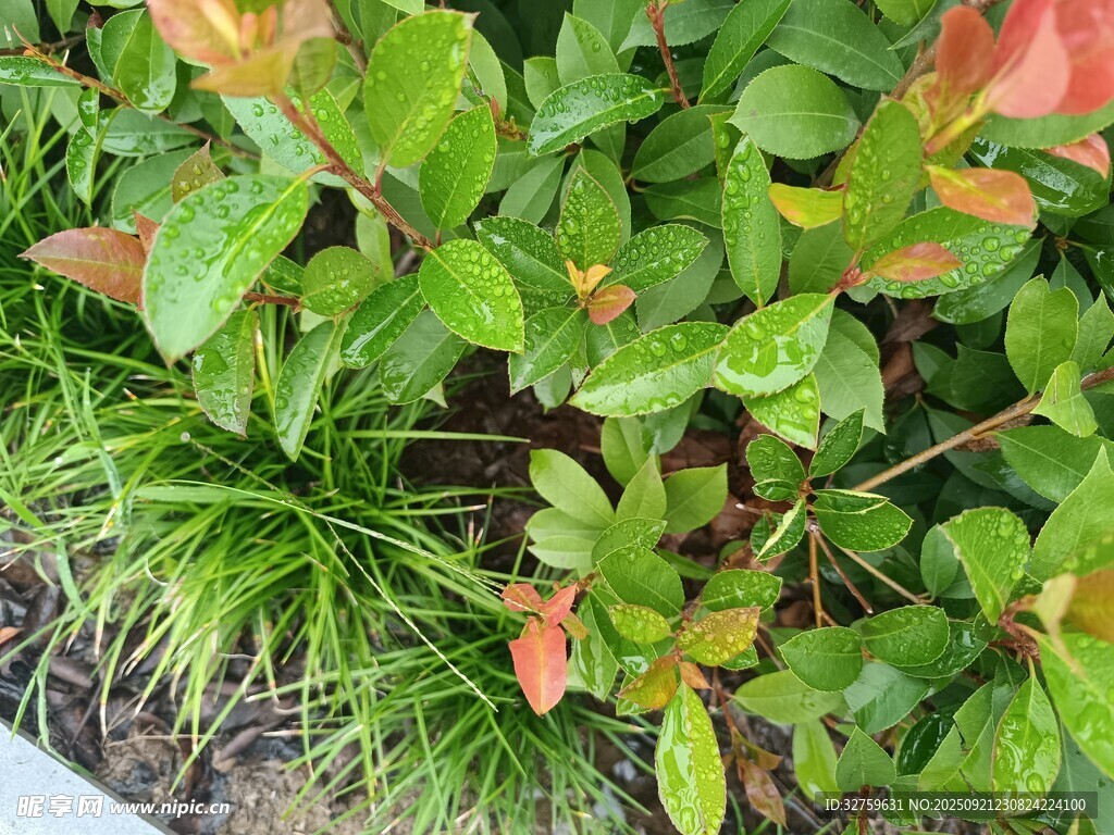 绿叶植物特写