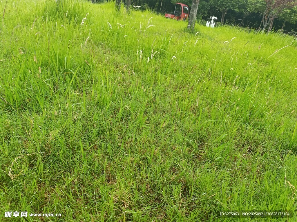 翠绿草地