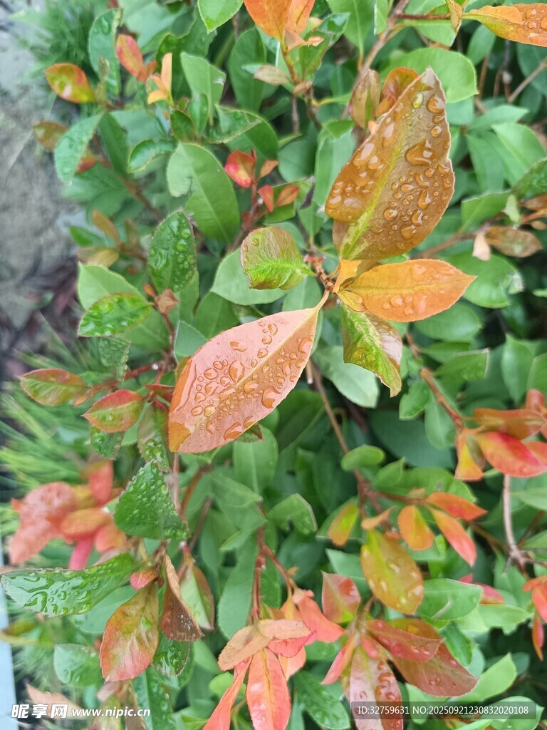 多彩斑斓的变色树叶