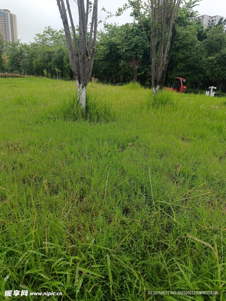 绿意盎然的户外草地景观