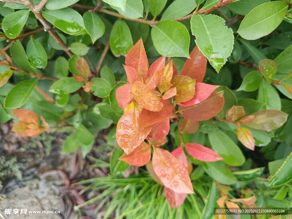 多彩叶片的植物景观