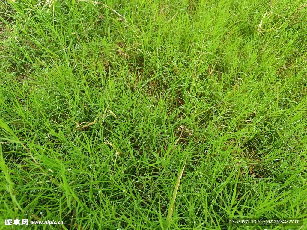 翠绿草坪近景