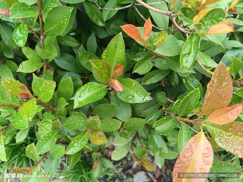绿叶红边植物特写