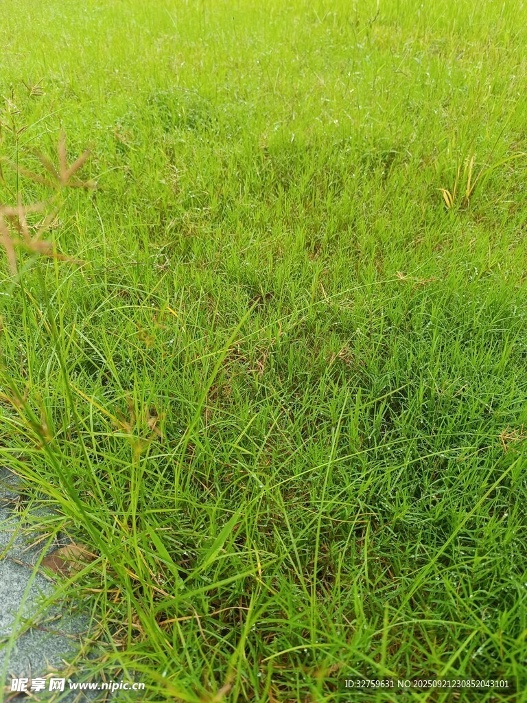 翠绿草地