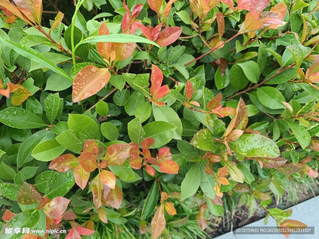 多彩叶片植物景观