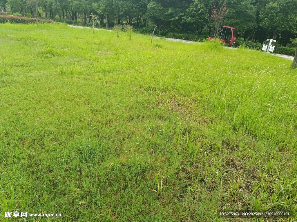 翠绿草地与远处树林景观
