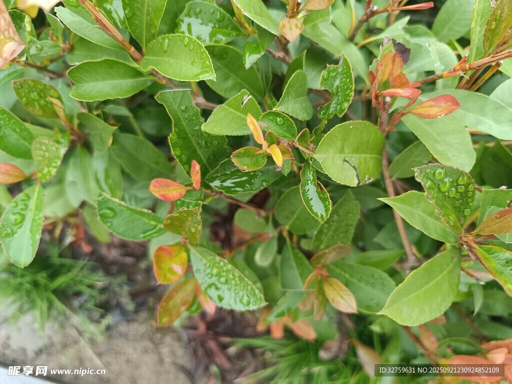 绿叶间的多彩植物景观