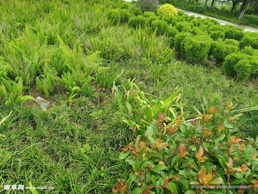 多彩绿植景观
