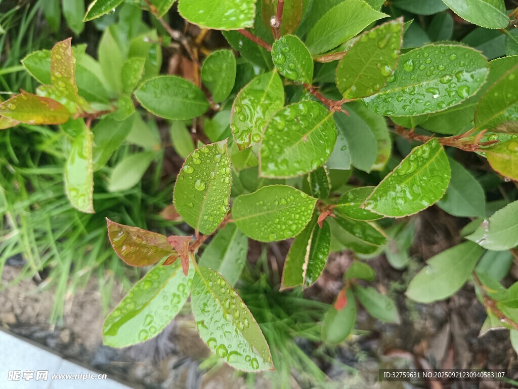 带水珠的翠绿植物