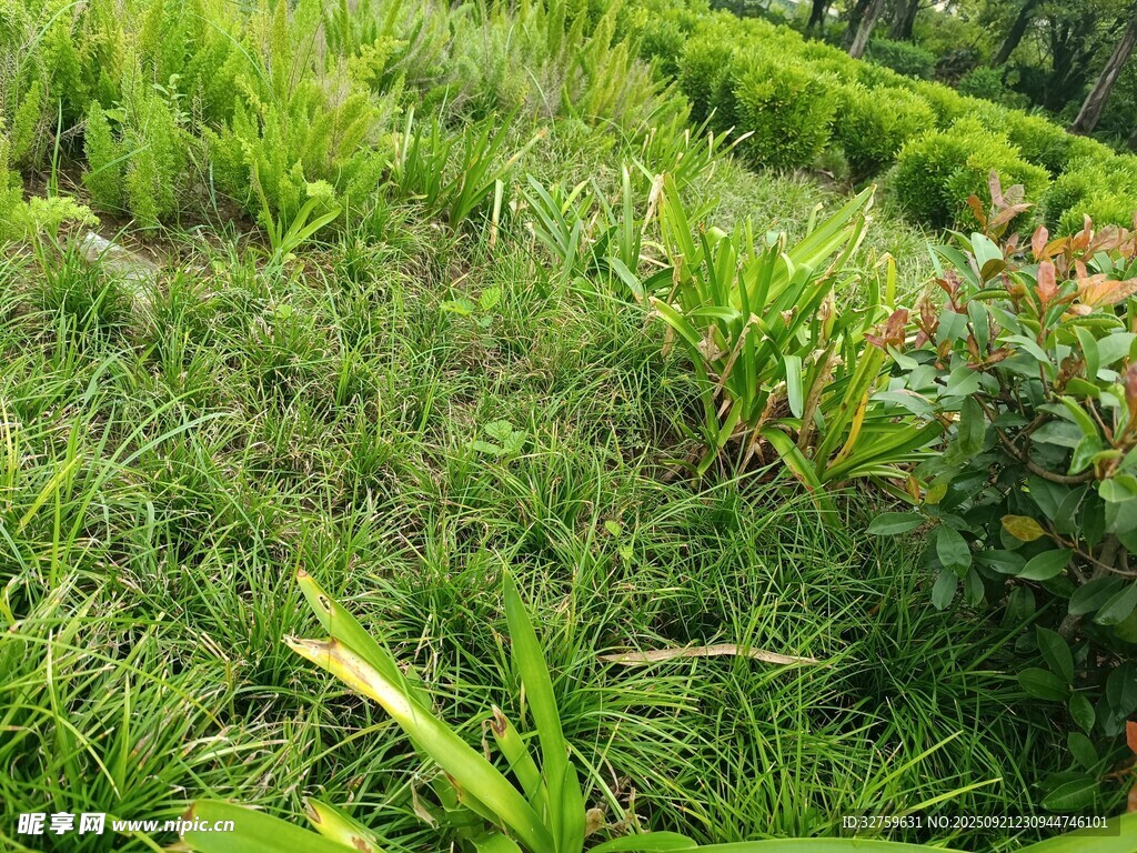 翠绿繁茂的野外植物景观