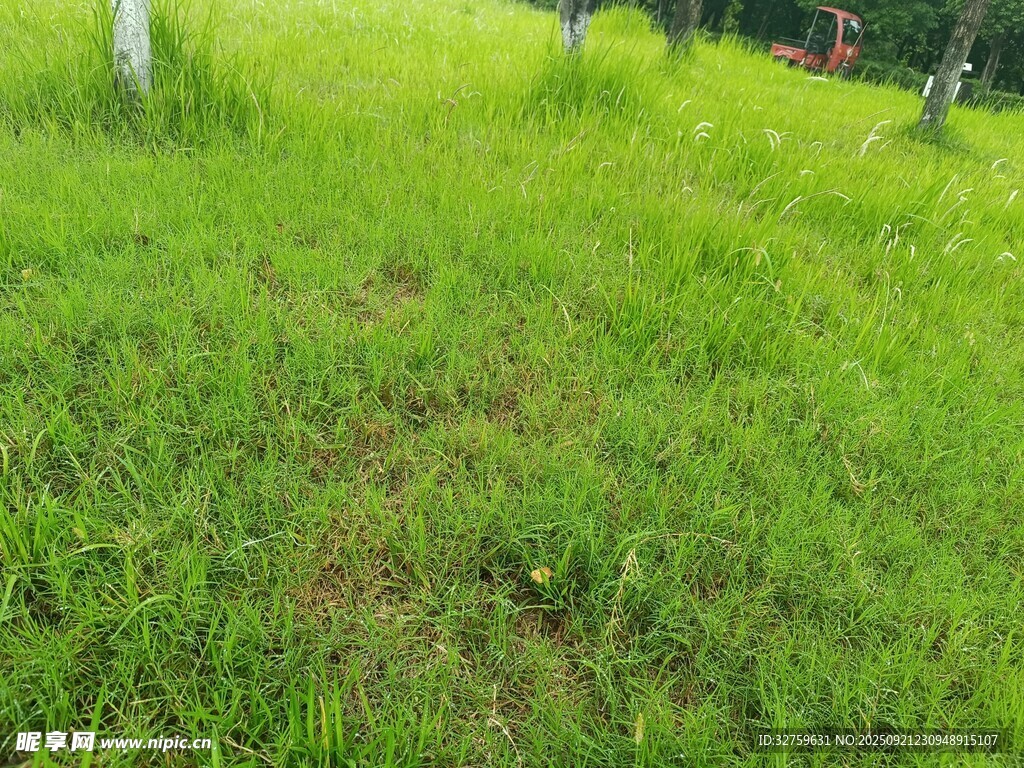 翠绿草地